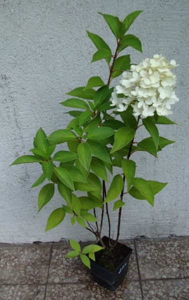 HORTENSJA BUKIETOWA Skyfall - sadzonki w don. zdjęcie 3