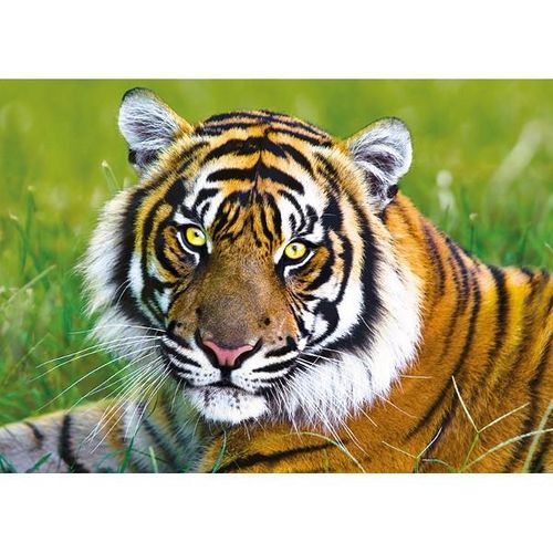 Trefl - Puzzle Tygrys 500 elementów 37192 na Arena.pl