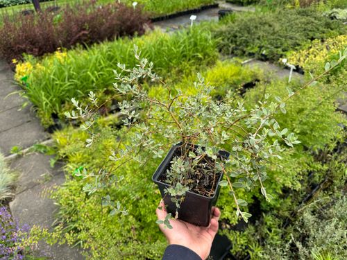 Wierzba płożąca Srebrna Srebrzysta Okrywowa  (Salix repens var. nitida) na Arena.pl