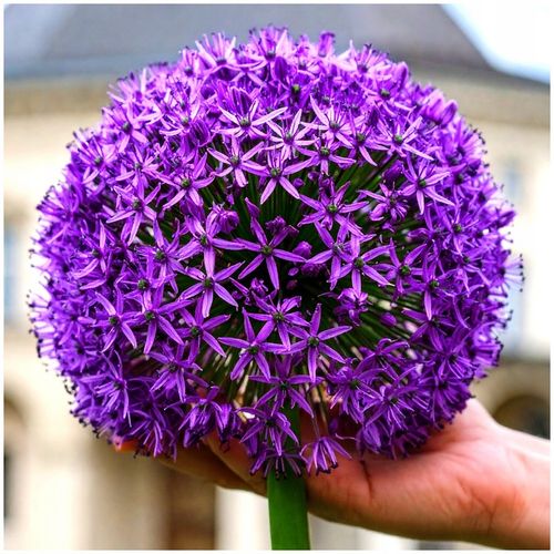 CZOSNEK ozdobny OLBRZYMI cebulki FIOLETOWY GLADIATOR 5 szt. + GRATIS na Arena.pl