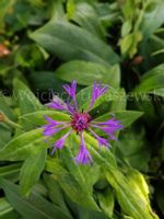 Chaber górski bylina doskonała do ogródu skalnego