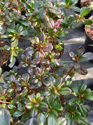 Azalia japońska - Azalea japonica na Arena.pl