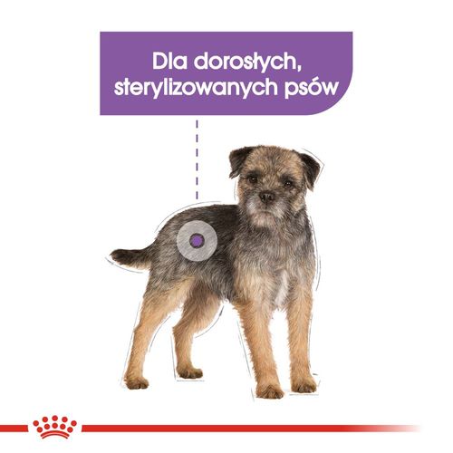 royal canin ccn mini sterilised 3kg na Arena.pl