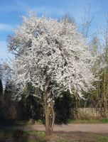 ŚLIWA WIŚNIOWA AŁYCZA Prunus marybolana NASIONA 20 sztuk - 10g.