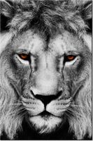 100 70CM OBRAZ PŁÓTNO LWIE SPOJRZENIE PŁÓTNO RAMA