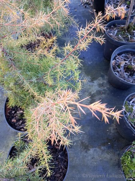 Jałowiec pospolity Kalebab na skalniak zdjęcie 5