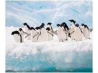 60X50CM NO TO CHLUP OBRAZ ŚCIAN DREWNIANE