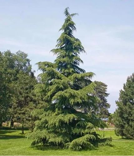 CEDR HIMALAJSKI - sadzonki 40 / 60 cm na Arena.pl