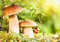 Fototapeta kuchenna las grzyby liście 350x245