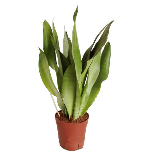 SANSEWIERIA MOONSHINE SANSEVIERIA 45cm na Arena.pl