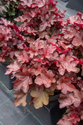 Żurawka mieszańcowa World Caffé™ Vienna - Hauchera x hybrida na Arena.pl