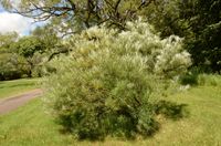 P9 WIERZBA WĄSKOLISTNA SALIX ANGUSTIFOLIA MIODODAJNA