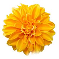 Dalia wyrobowa yellow