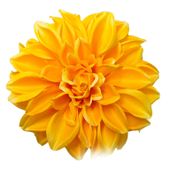 Dalia wyrobowa yellow