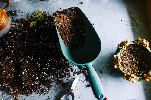 Bigos Ziemia Do Monster I Filodendronów, Gotowe Podłoże Do Roślin Zielonych na Arena.pl