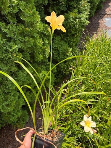 Liliowiec 'Arctic Snow' (Hemerocallis) P13 na Arena.pl