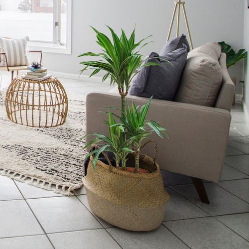 Dracena ULISES 105 cm na Arena.pl