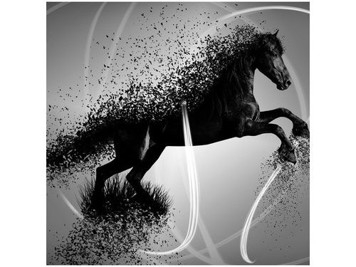 50X50CM CZARNO BIAŁY KOŃ GMENTARYZACJA JAKUB BANAŚ OBRAZ na Arena.pl