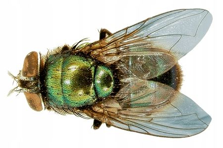 bros - lep okrągły na muchy - 10 szt. na Arena.pl