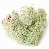 BioIce moss Natural Chrobotek naturalny 25g