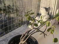 ZESTAW SIATKA NA BALKON DLA KOTA 8x3 BEZ WIERCENIA MARKA BEZPIECZNE KOTY