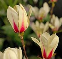 MAGNOLIA kremowo-czerwona - sadzonki 10 / 15 cm