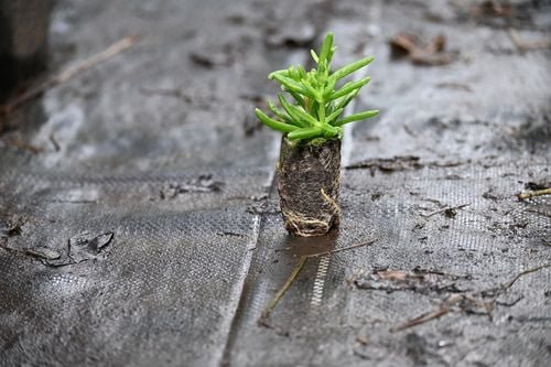 Delosperma Solstice Yellow - Delosperma cooperi na Arena.pl