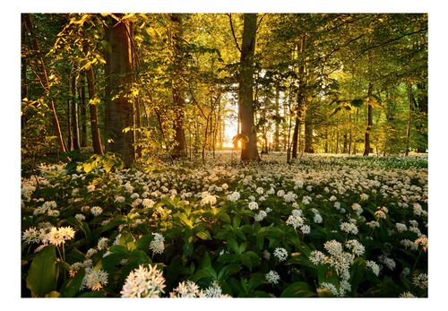 Fototapeta - Leśna flora 150x105 na Arena.pl