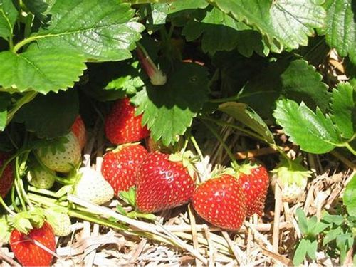 Słoma pszenna ściółka do budy , pod truskawki ,izolacja 5KG na Arena.pl