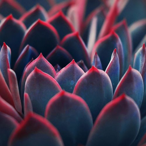 Deco Panel, Piękna roślina 90x60 na Arena.pl