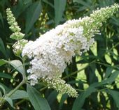 BUDLEJA BIAŁA White Profusion sadz. w doniczkach !