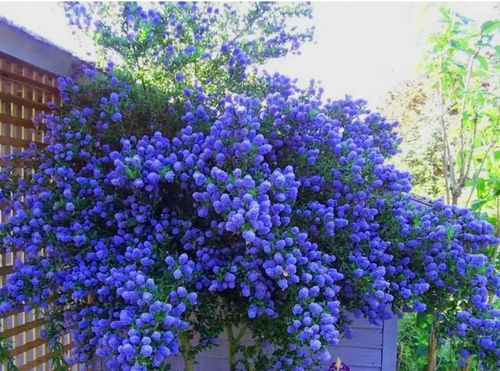 PRUSZNIK Fioletowy - sadzonki 20 / 30 cm na Arena.pl