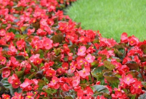 ZIEMIA UNIWERSALNA Do KWIATÓW warzyw OGRODOWA 65L Z NAWOZEM wysiew na Arena.pl