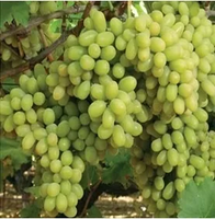 WINOGRON szczepiony żółty - sadzonki 60 / 80 cm