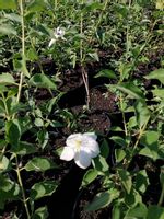 Jaśminowiec Innocence atrakcyjne liście i cudowny zapach