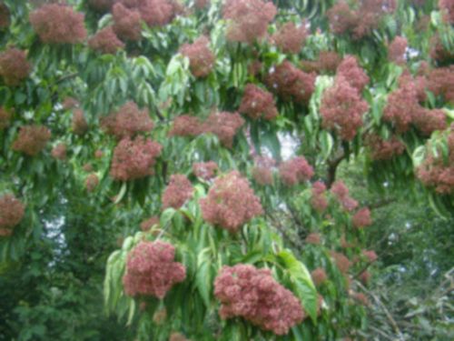 EWODIA CHIŃSKA Hupehensis sadz. w don. Miododajna! na Arena.pl