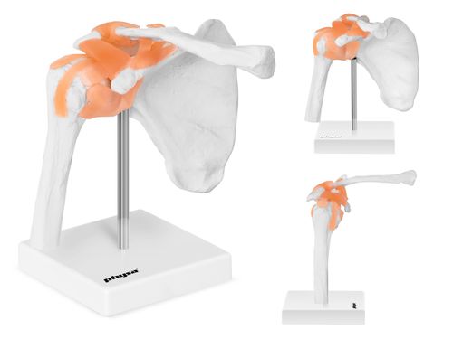 Staw barkowy - model anatomiczny Physa PHY-SJ-1 na Arena.pl