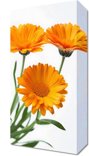 Obraz 20x40cm Słoneczne Kalendule zdjęcie 1