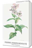 Obraz 30x50cm Design White Gillyflower, Redoute Vintage do Salonu