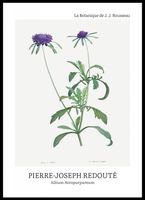 Plakat 50x70cm Design Allium Atropurpureum, Redoute Vintage do Salonu