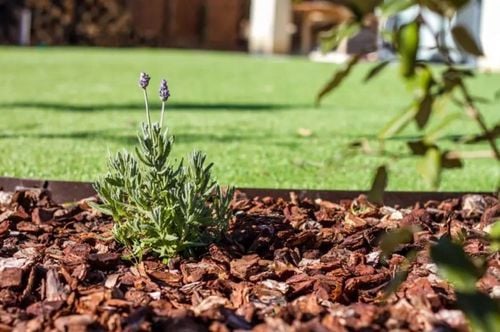 KORA SOSNOWA PRZESIEWANA SORTOWANA Dekoracja Pachnąca Lasem SUPER na Arena.pl