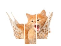 OBRAZ KOTEK JEGO HAMAK