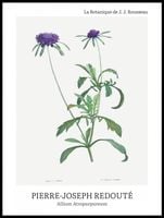 Plakat 60x80cm Design Allium Atropurpureum, Redoute Vintage do Salonu