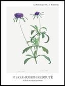 Plakat 60x80cm Design Allium Atropurpureum, Redoute Vintage do Salonu