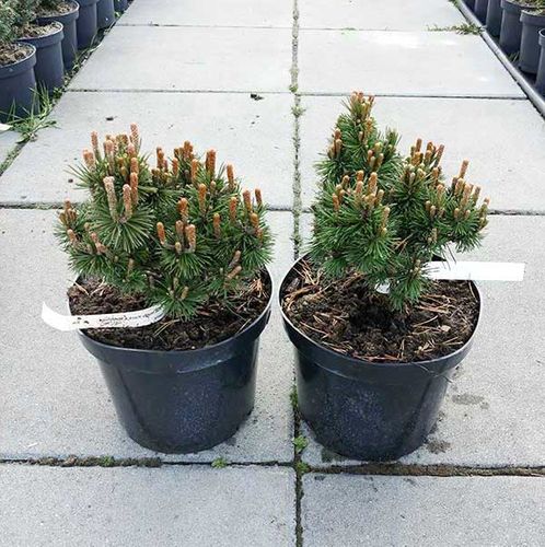 Sosna kosodrzewina Mini Mops C3 na Arena.pl