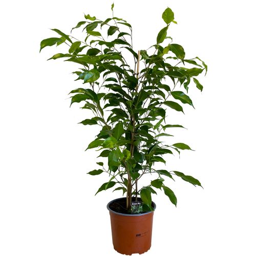 FIKUS BENJAMINA EXOTICA 75 cm na Arena.pl