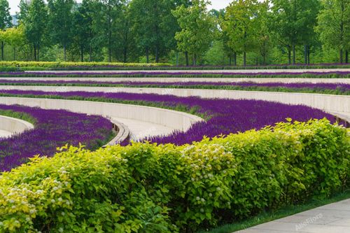 Pęcherznica kalinolistna 'Nugget' (Physocarpus opulifolius) Doniczka 2.0L na Arena.pl