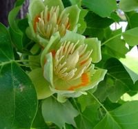 TULIPANOWIEC AMERYKAŃSKI miododajna - sadzonki 100 / 120 cm