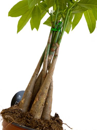 PACHIRA WODNA 40cm na Arena.pl