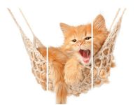 OBRAZ KOTEK JEGO HAMAK